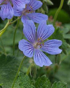 花 フウロソウ 5月6日の花と花言葉 フウロソウ 魅る魅るガーデニング