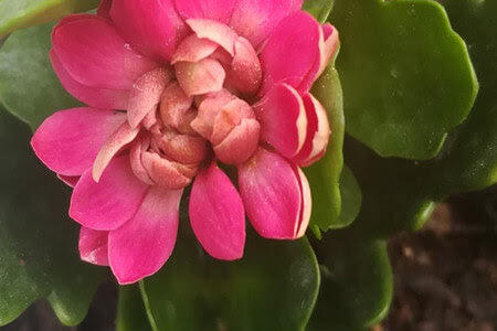 长寿花是多年生植物吗 叶子上长白霜然后变干是怎么回事 匠匠百花园