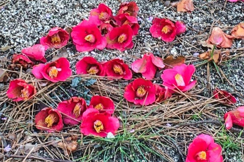椿花 落ちる 平成道草紀行
