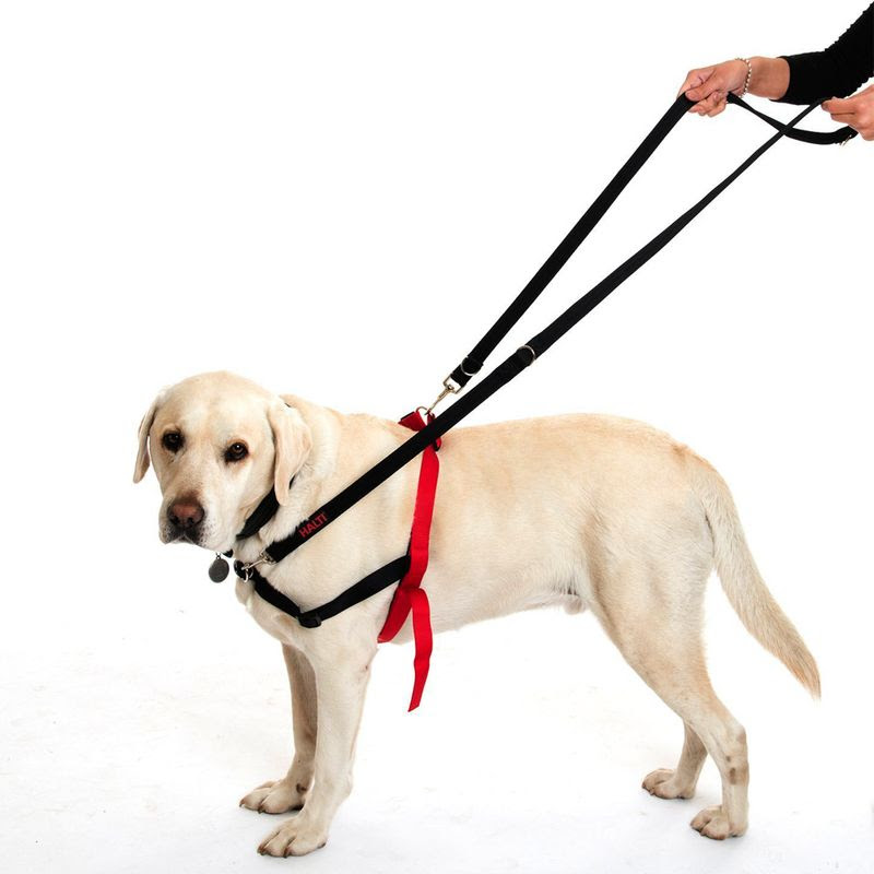Halti Dog Training Lead | Free P&amp;P £29+