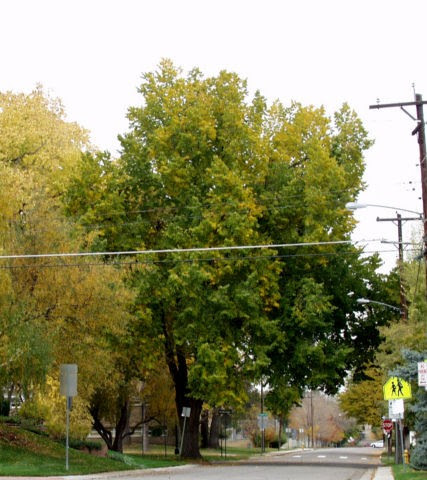 elm tree house care home tracy beaker. american elm tree pictures.