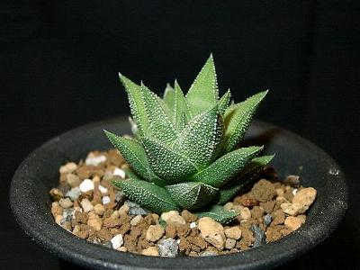 ハオルチア 翠楼閣 冬の光 Haworthia Skinneri 写真 多肉植物データベース