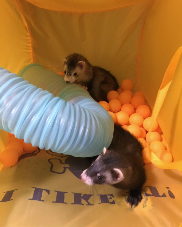フェレット ボールおもちゃを自作 動物がいれば毎日幸せなのだ
