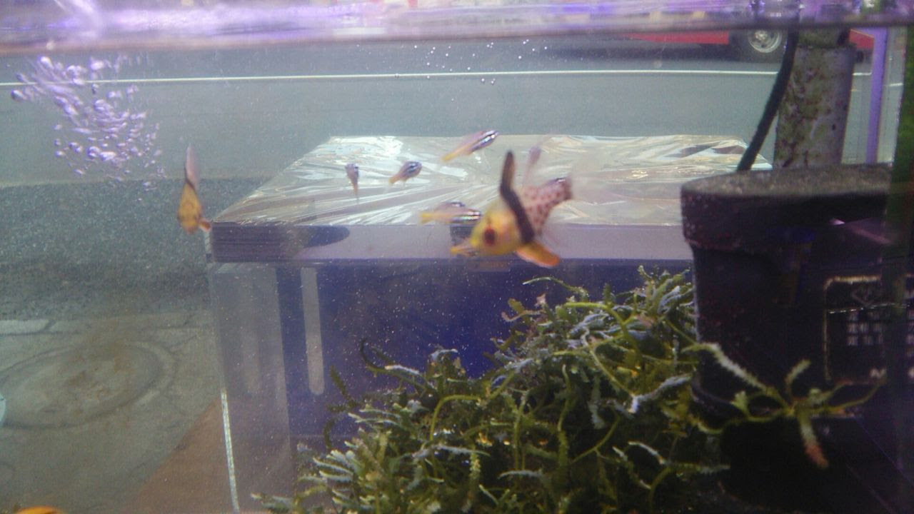 仲良しのお魚達だよ お魚 無脊椎のご紹介 海水魚のパイオニア 日海センター 日海フィッシュコム