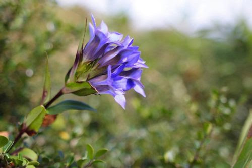 リンドウの切り花を長持ちさせるにはどうしたらいい 植物navi