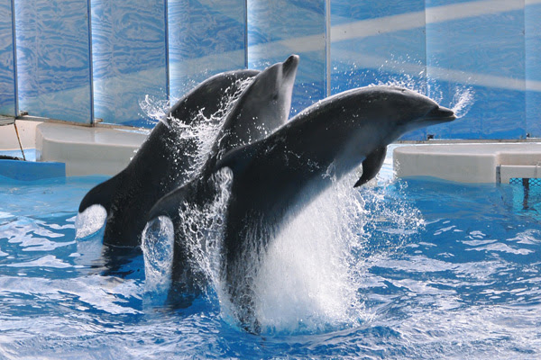 関東でデートスポットとして人気の水族館 新江ノ島水族館 えのすい アクセスは 入場料は 情報発信ブログサイト Blue Rose