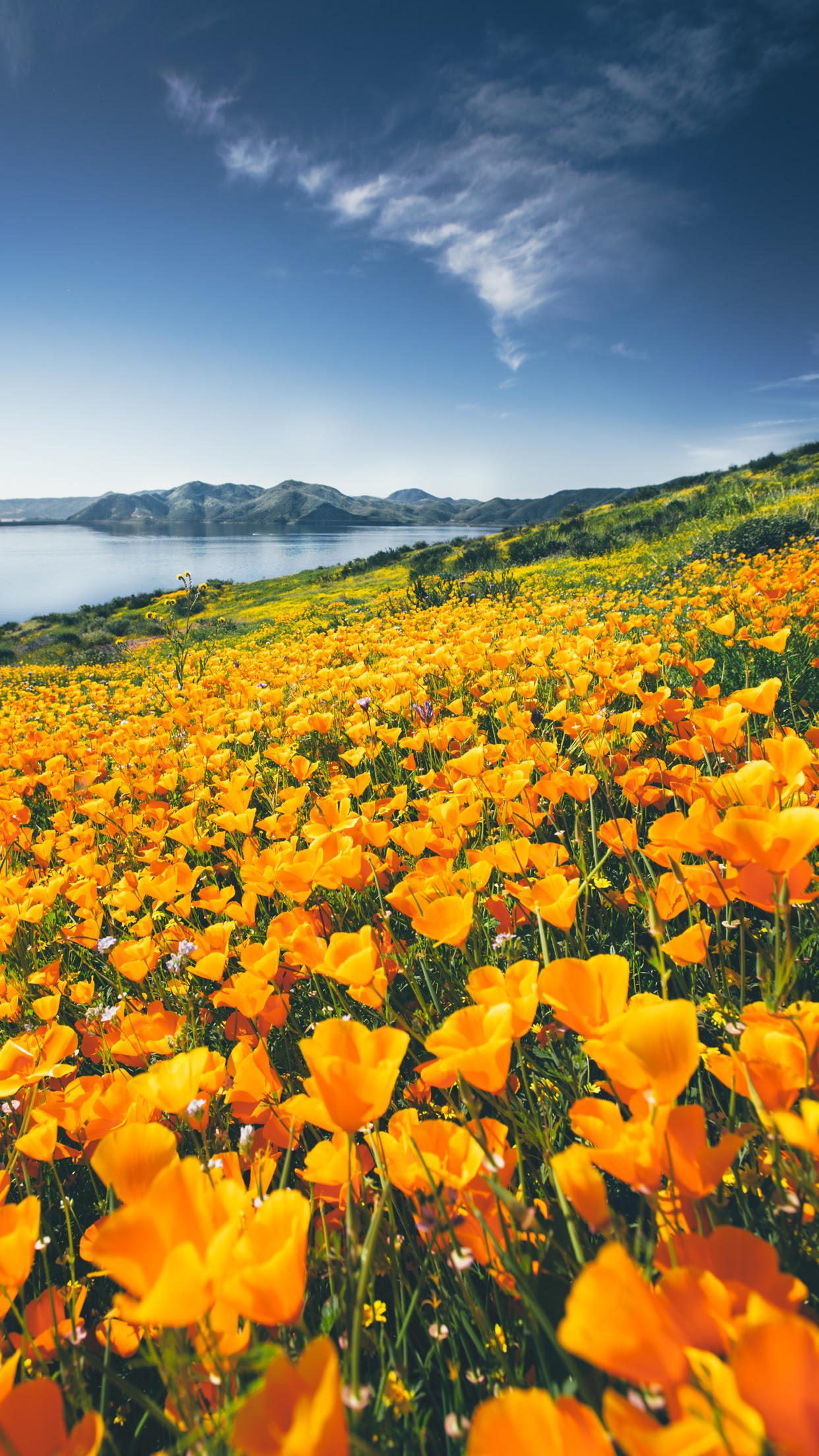 Wallpapers Of The Month Spring Wildflowers Abe Kislevitz