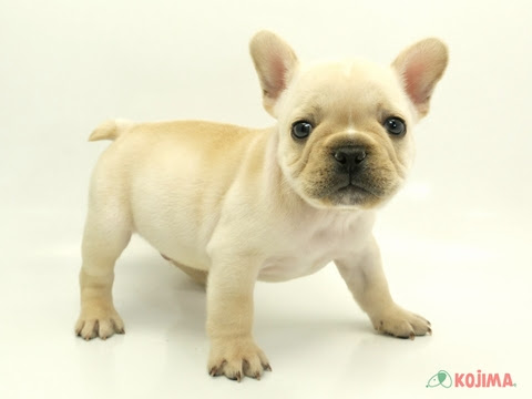 ぶさかわいい フレンチブルドッグの子犬を迎えるための準備をしよう