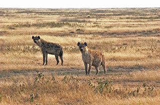 SafariAnimals-132
