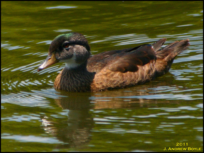 Wood Duck