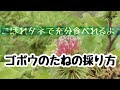 画像をダウンロード ごぼう 花 101813-御坊 花みつ