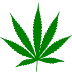 Fungus Gnats Cannabis Hydroponics - We did not find results for: