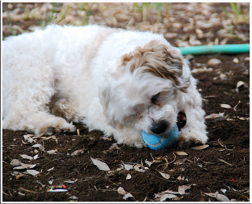 Jakey-Ball_2
