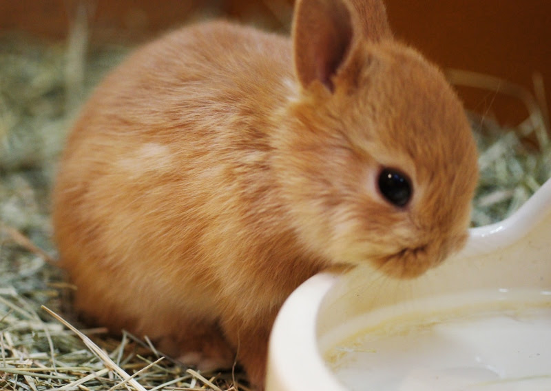 激カワ ウサギの赤ちゃん大特集 ペットプラザ高槻店ブログ