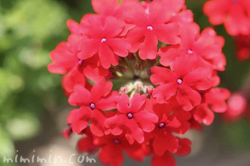 バーベナの花の写真 花言葉 みみみんブログ