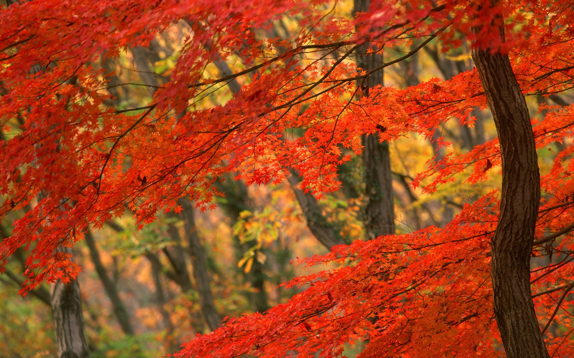 Autumn Japan Tree Wallpaper 1920x1200 29046