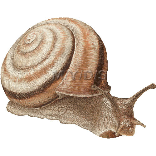 蝸牛 カタツムリ でんでん虫のイラスト 条件付フリー素材集