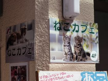 猫カフェ Cat Cafe Nyanny 秋葉原店 アキバスコープ 秋葉原店舗情報 秋葉原アルバイト情報 秋葉原求人情報