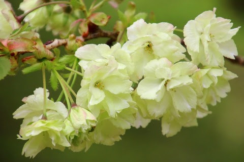 四国村ブログ 幸せを呼ぶ桜 ウコン桜 が満開