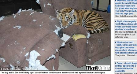 O tigre adora destruir a mobília