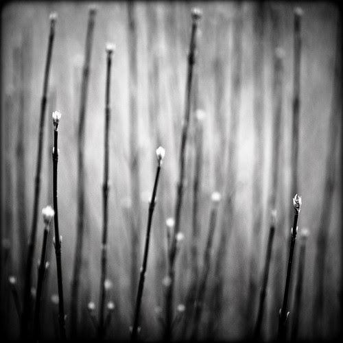 Monochrome by daruma*.