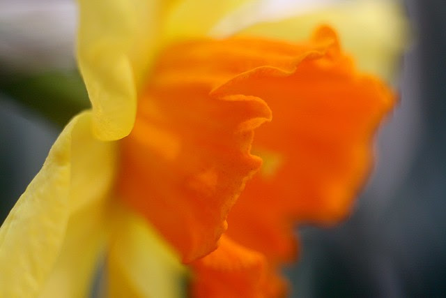 daffodils, sw 5th & pine