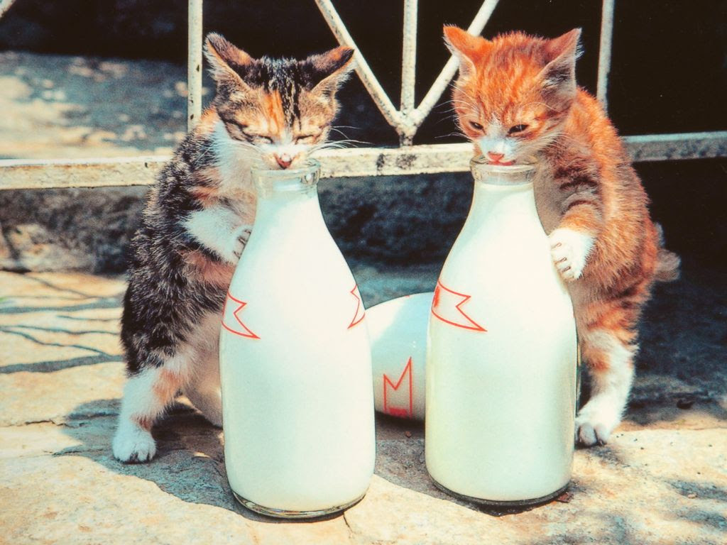 猫の壁紙 Wallpaper Pad 壁紙まとめサイト