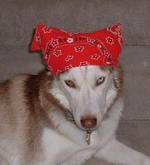 Harrr