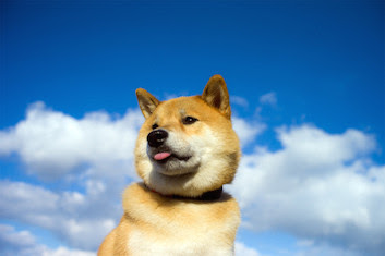 世界一有名な柴犬 まるちゃんの可愛すぎる高画質な画像 壁紙まとめ 写真まとめサイト Pictas