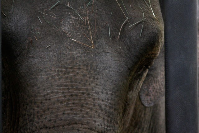 elephants, oregon zoo