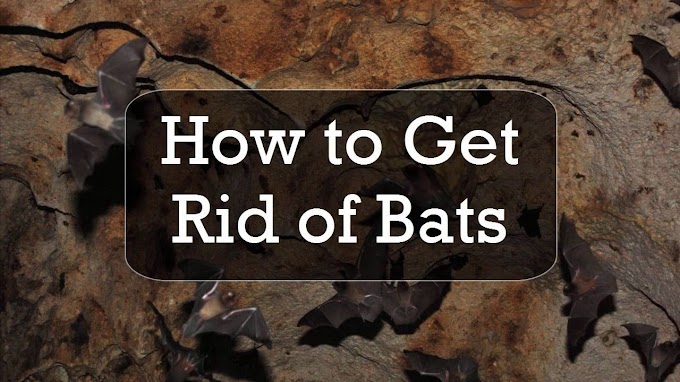 How To Get Rid Of Bats In Your Ceiling : How To Get Rid of Bats From Your Home or Building | Fun ... - Any prolonged hesitation and you'll likely find yourself paying out thousands of.