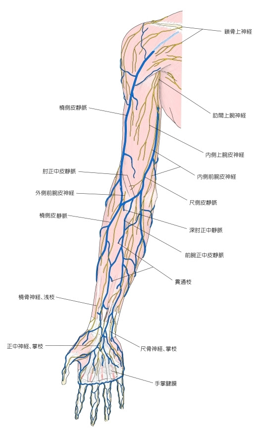 Visual Anatomy 視覚解剖学