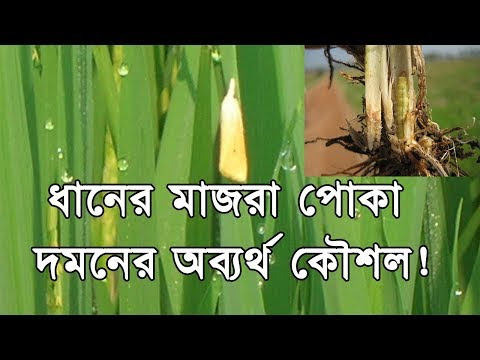 Rice Cultivation Advanced Technology (আধুনিক পদ্ধতিতে আমন ধান ও ধানবীজ উৎপাদন প্রযুক্তি)