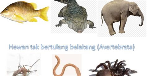 sebutkan gambar hewan avertebrata terbaik gambar hewan