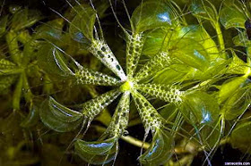 Aldrovanda vesiculosa