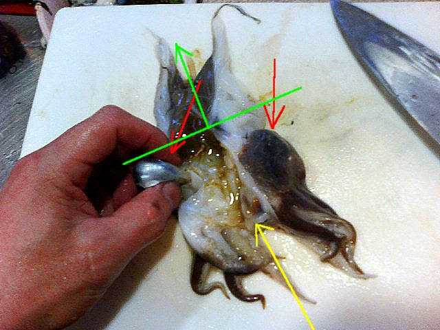 コウイカ 甲烏賊 ４ 捌き方 その３ ゲソの処理 魚料理と簡単レシピ