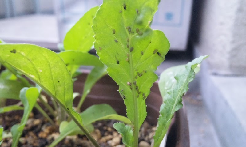 虫とルッコラ ベランダ菜園日記
