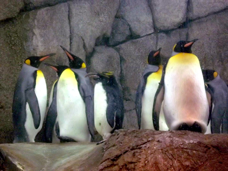 DetroitZoo