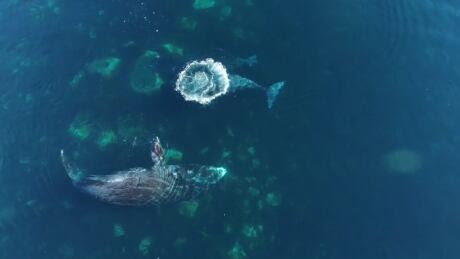 Bowhead Whale Cumberland Sound Nunavut