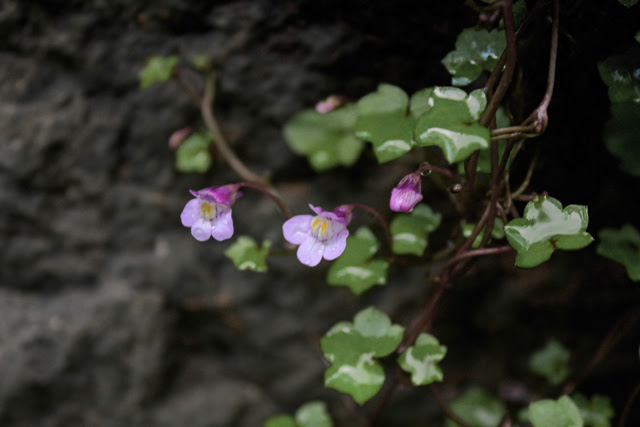 Tiny Flowers