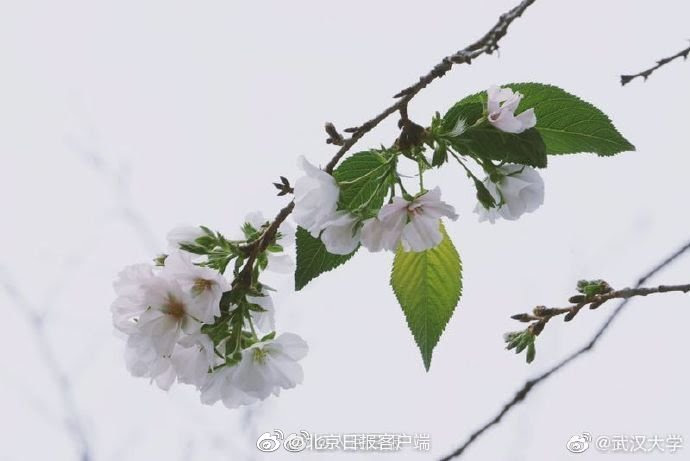 武大樱花十月开了 高清图集 新浪网