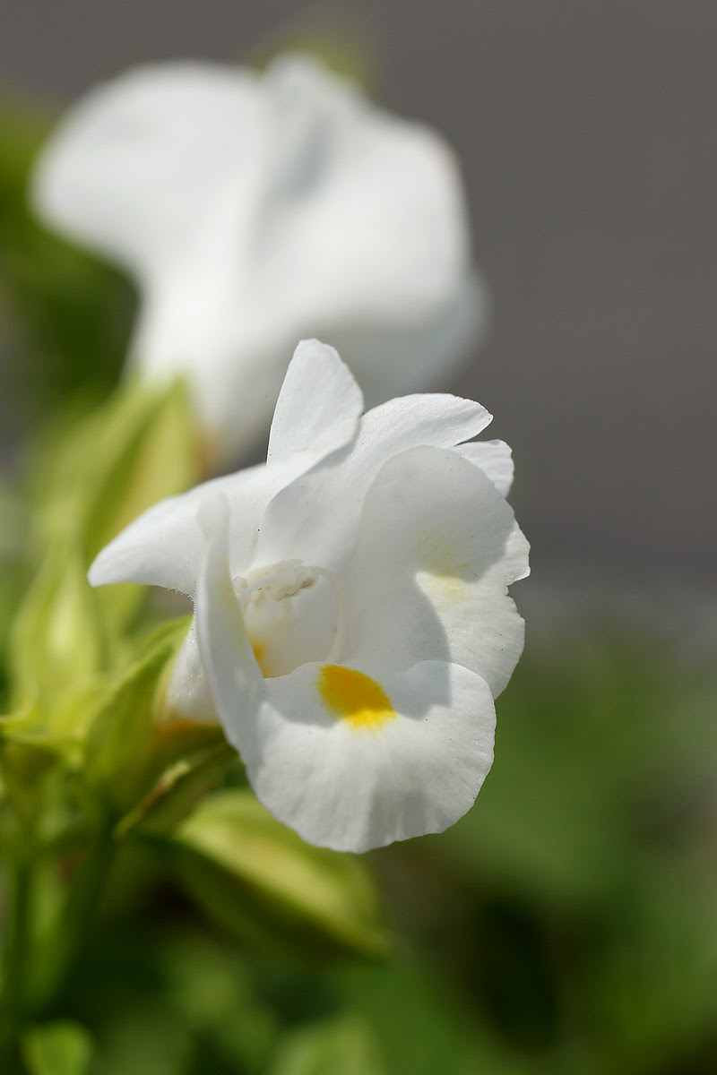 お花の写真集 トレニア 白