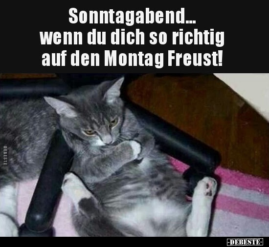 24 Lustige Bilder Von Sonntagabend In 2019 Lustig Neue