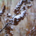 Portland's First snow of 2012
