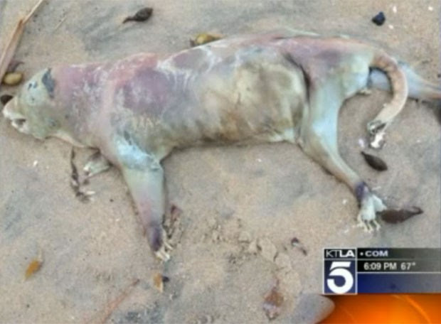 Animal foi achado em Seal Beach, no estado da Califórnia. (Foto: Reprodução)