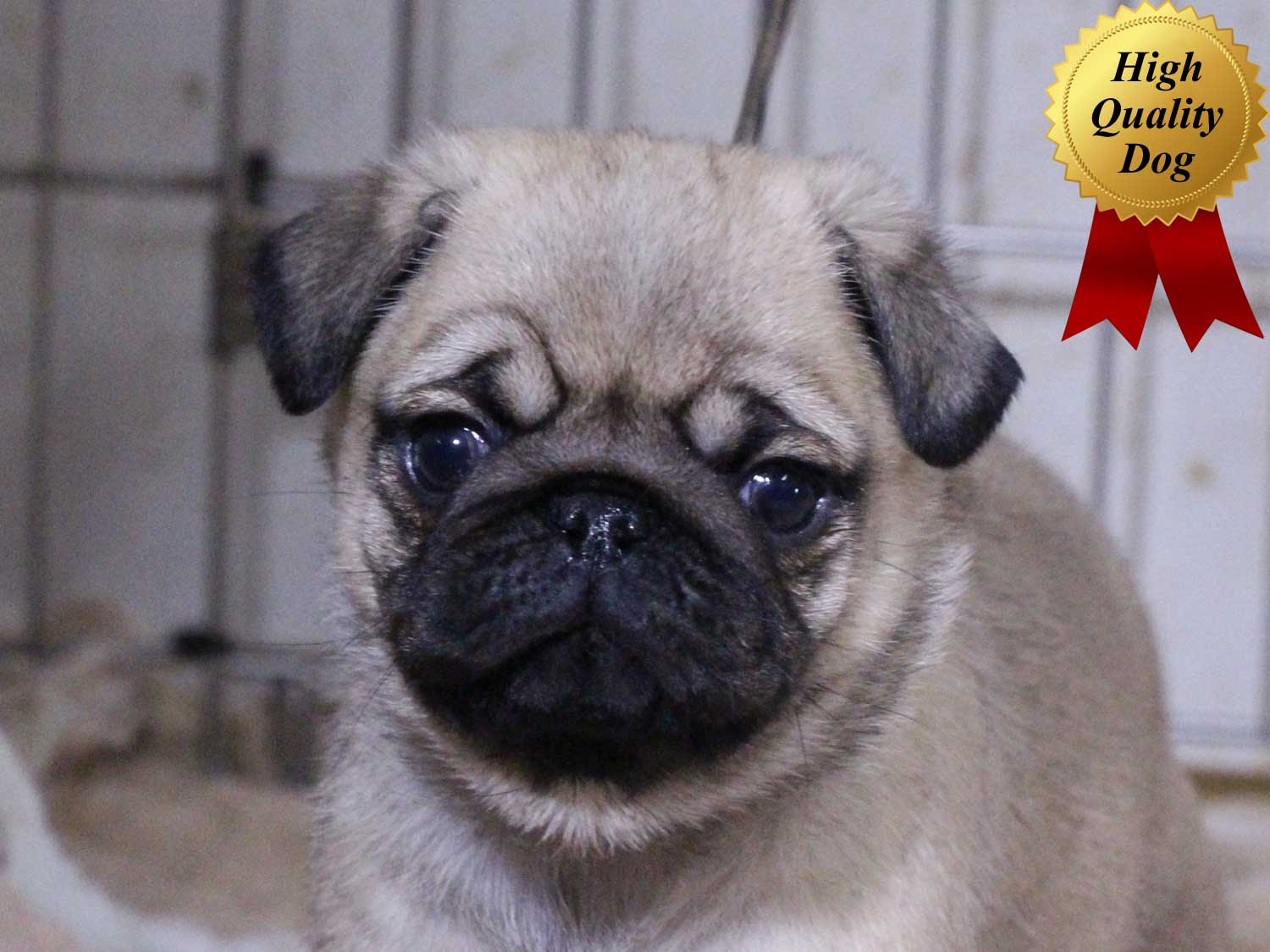 パグ子犬販売情報 男の子 オス フォーン 15年11月30日産まれ 千葉県ブリーダー Id9545 High Quality Dog ブリーダーの子犬販売専門店 ペットショップさくら