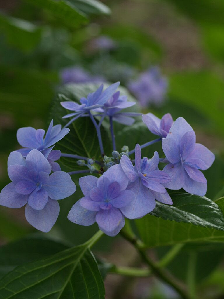 フリー植物素材 花木 ガクアジサイ 城ヶ崎 ヤエ素材