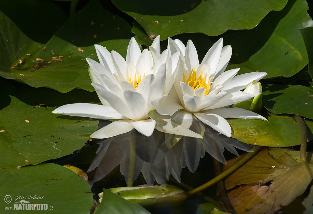 Tumbuhan Foto, Gambar