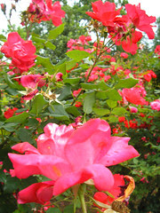 Frelinghuysem Arboretum! 33