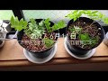 選択した画像 山椒 植え替えの時期 747574-山椒 植え替えの時期